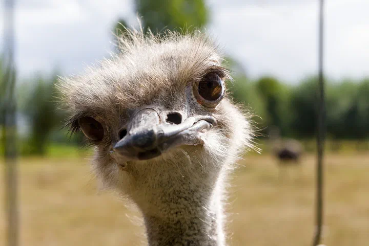 A close portrait of an ostrich looking toward the camera in bright sunlight.